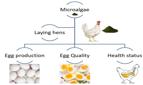 Microalgae is an eco-friendly supplement that improves the production performance of broiler chickens.PNG